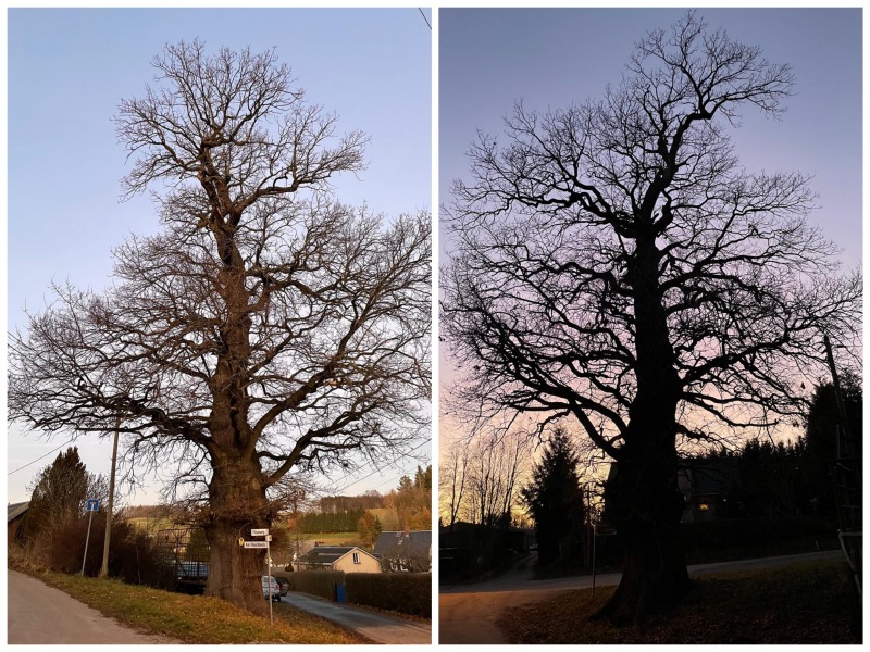 2024 12 29 gerichtseiche weissbach Fotor Collage