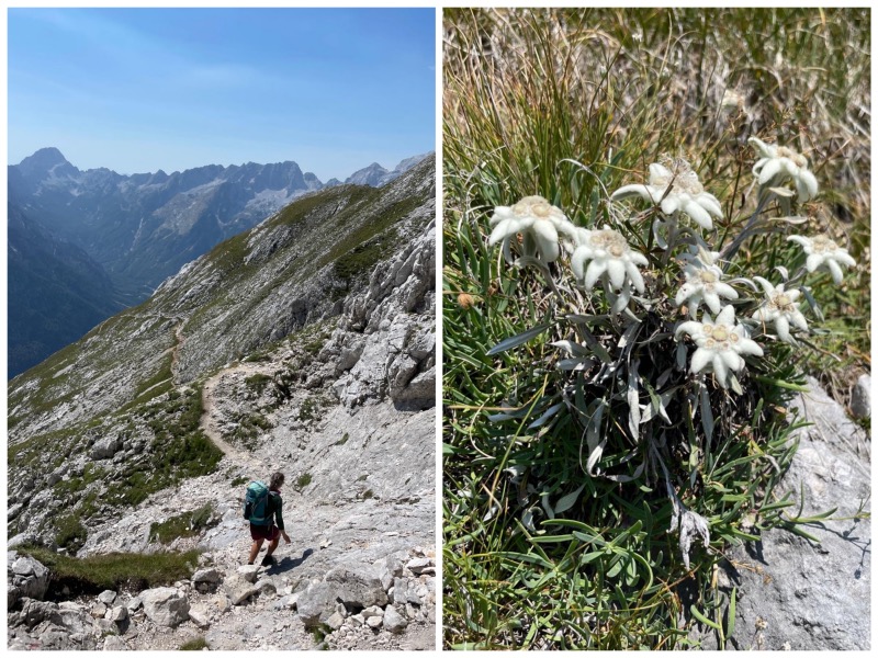 20260816 SPP edelweiss Collage