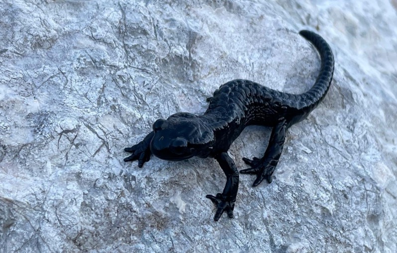 20260819 SPP Salamander Fotor