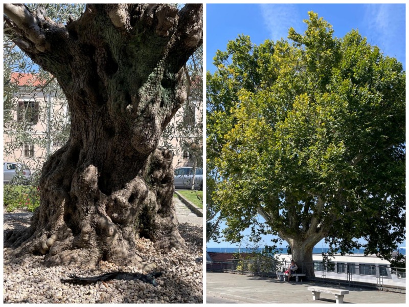 20260901 SPP Koper Baeume Collage