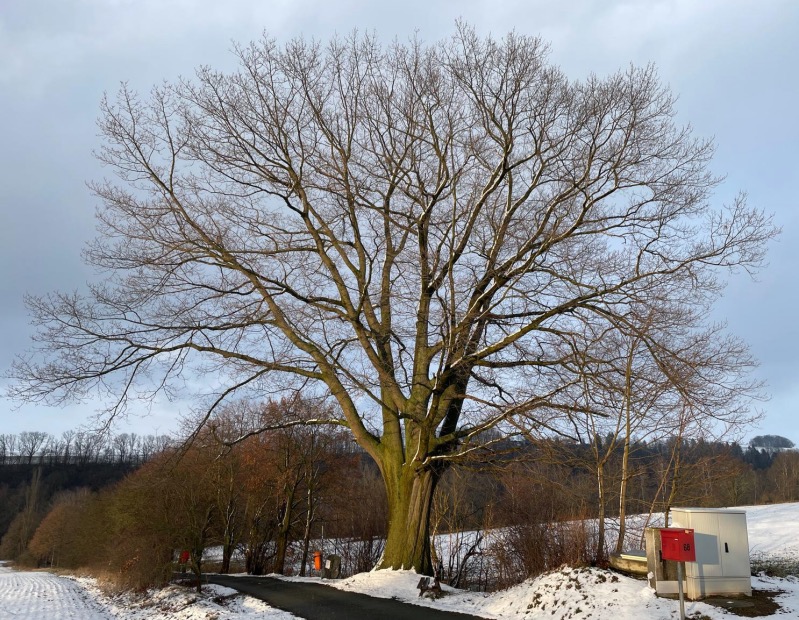 20260217 rei niederw 009 Fotor