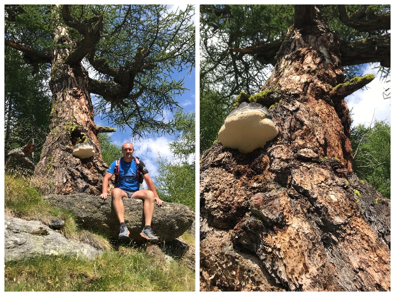 Collage FotorLarixValais2021