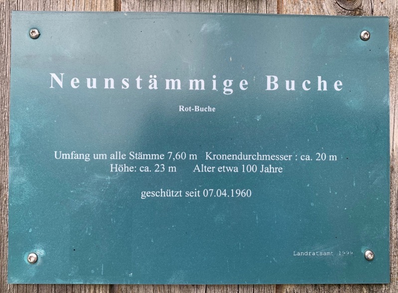 a neunst buche 270724 002 Fotor