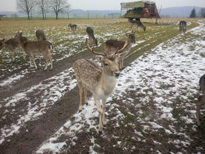 Kopie_von_IMG_00001019